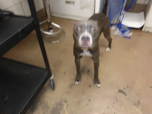 Adoptable Dog