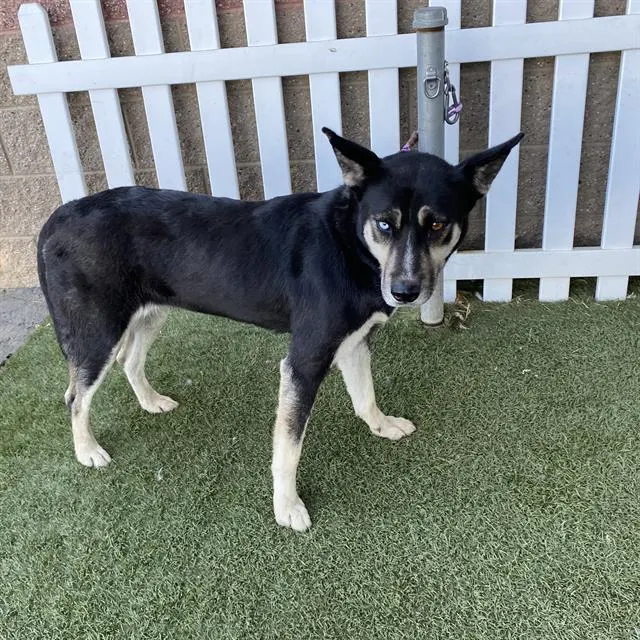Adoptable Dog