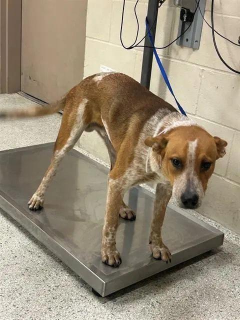 Adoptable Dog