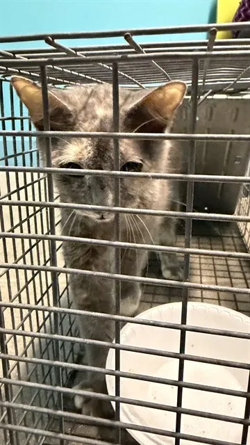 Adoptable Cat