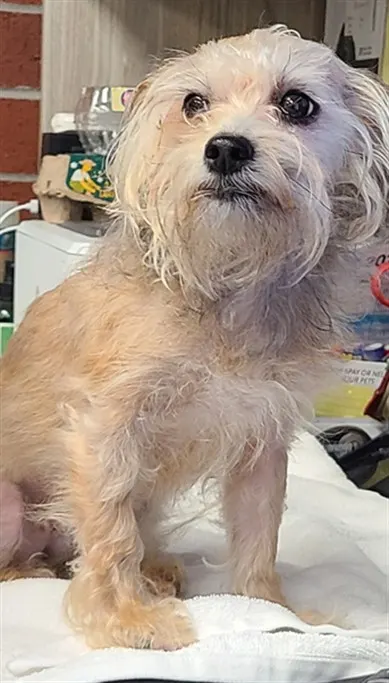 Adoptable Dog