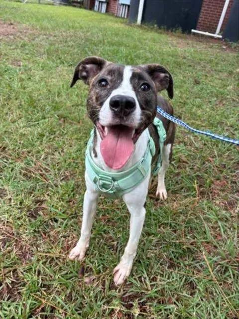Adoptable Dog