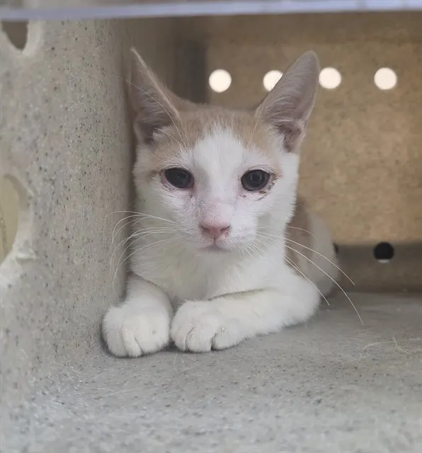 Adoptable Cat