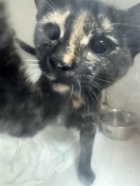 Kitty