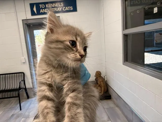 Adoptable Cat