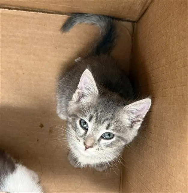 Adoptable Cat