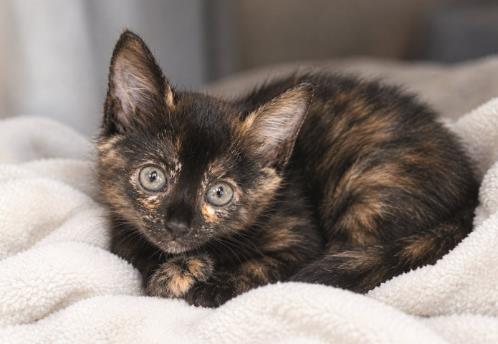 Cinnamon
