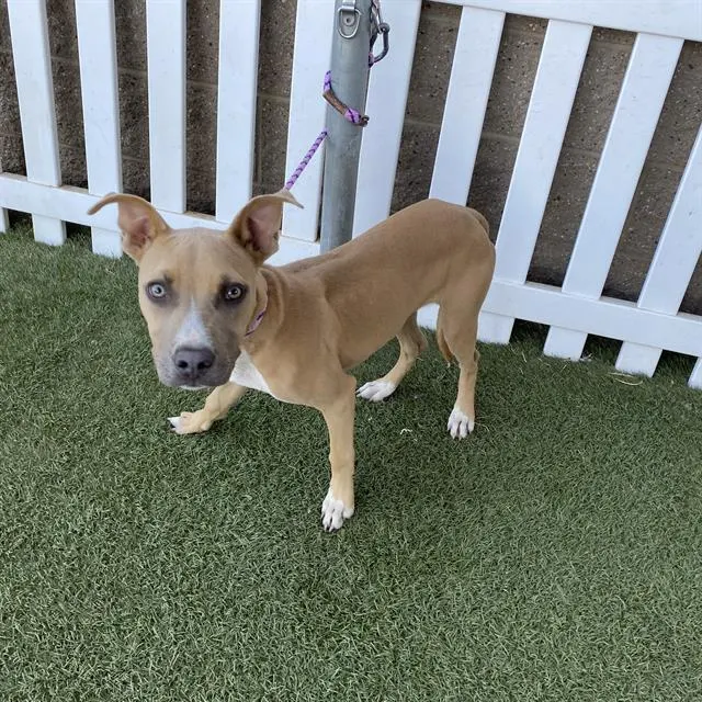 Adoptable Dog