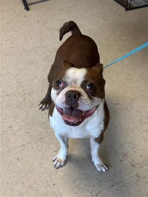 Adoptable Dog