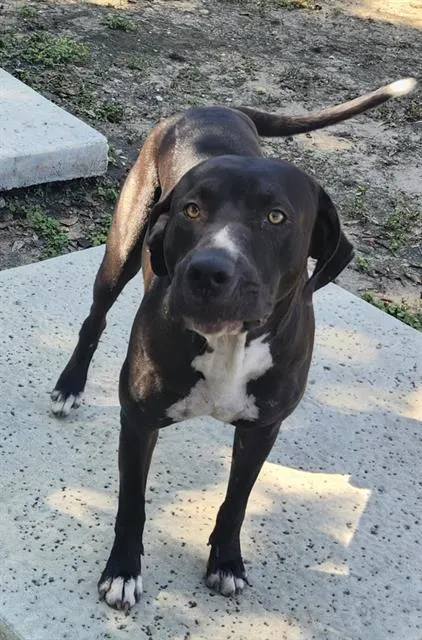 Bubba