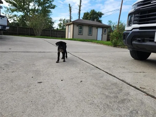 Adoptable Dog