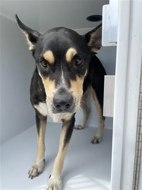 Adoptable Dog