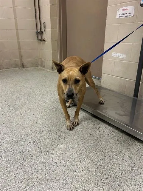 Adoptable Dog