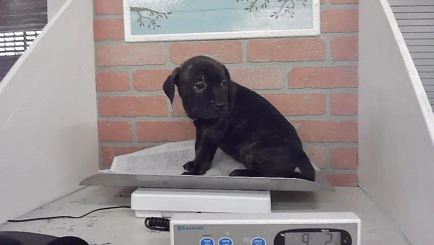Adoptable Dog