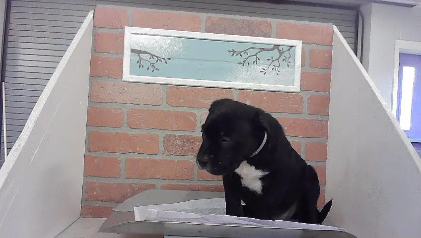 Adoptable Dog