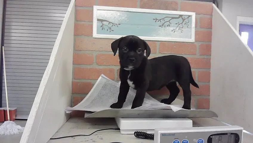 Adoptable Dog