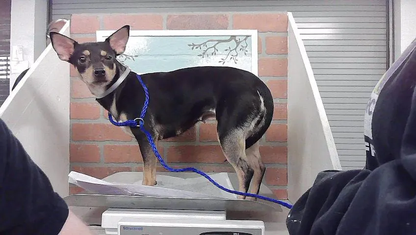 Adoptable Dog