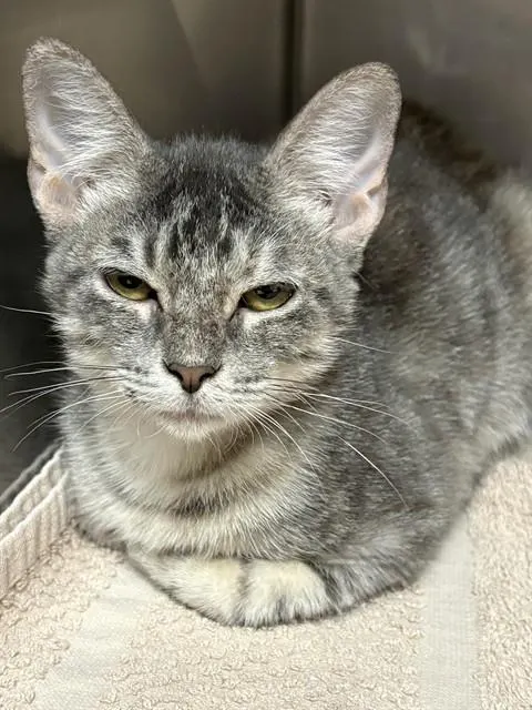 Misa
