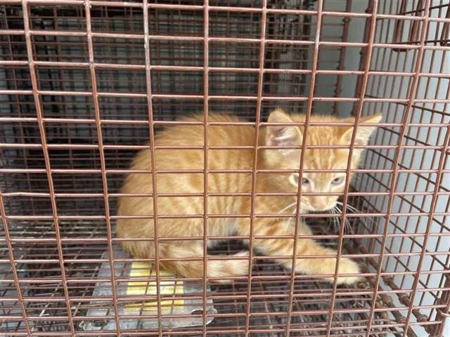 Adoptable Cat