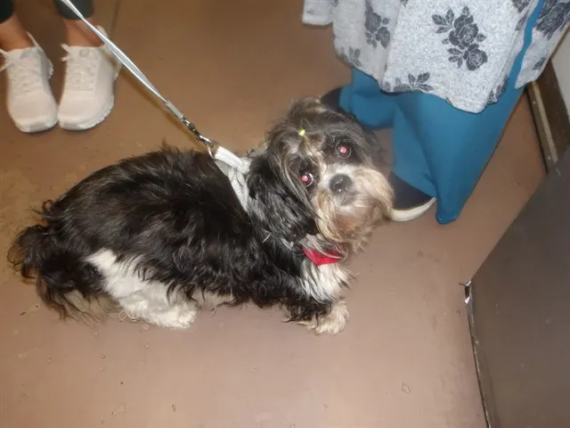 Putunia
