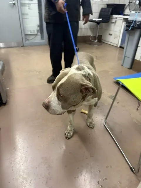 Adoptable Dog