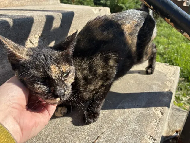 Adoptable Cat