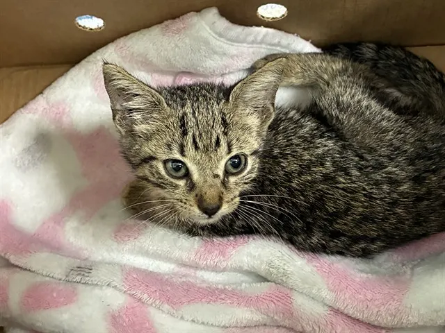 Adoptable Cat