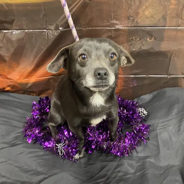 Adoptable Dog