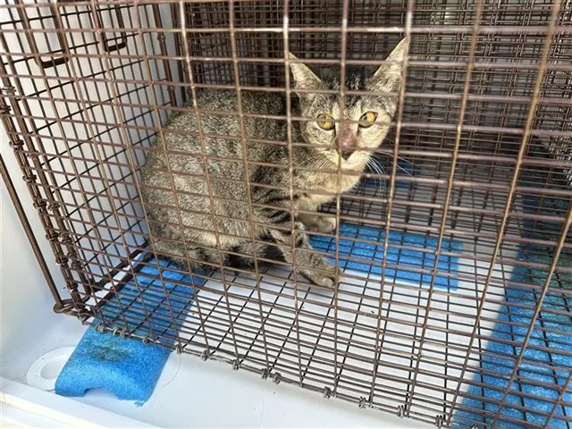 Adoptable Cat