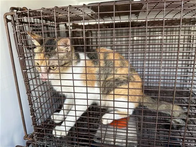 Adoptable Cat