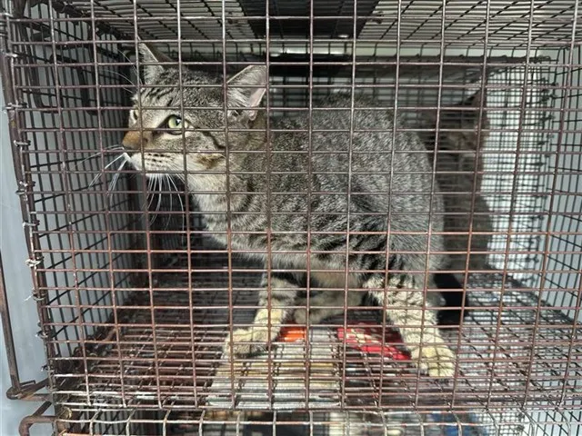Adoptable Cat