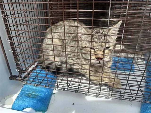 Adoptable Cat
