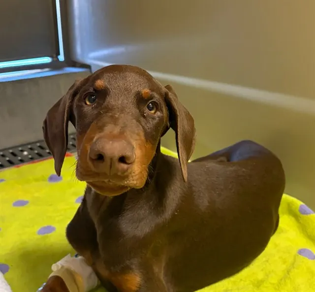 Copper