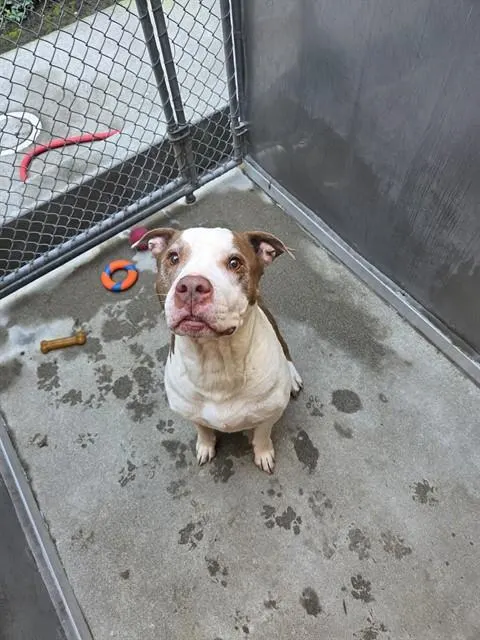 Adoptable Dog