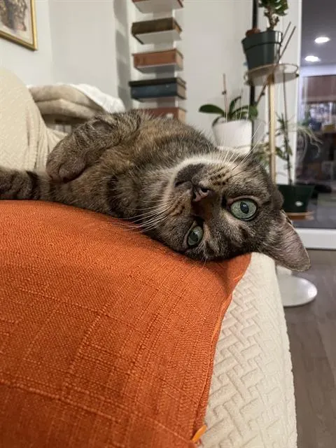 Lily