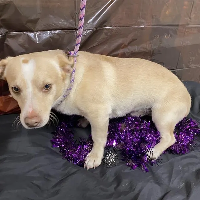 Adoptable Dog
