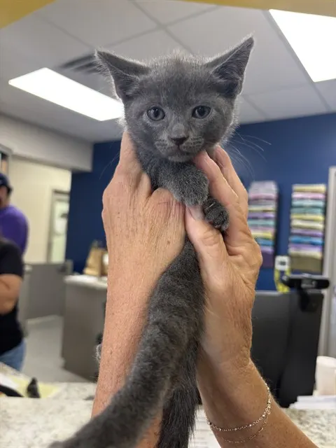 Adoptable Cat