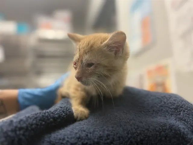 Hobbes