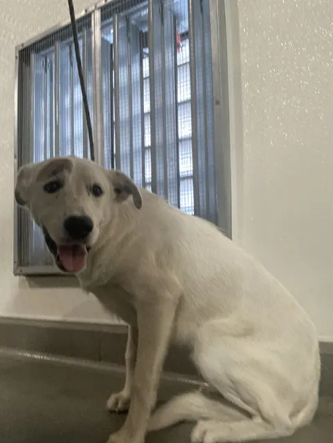 *Spot