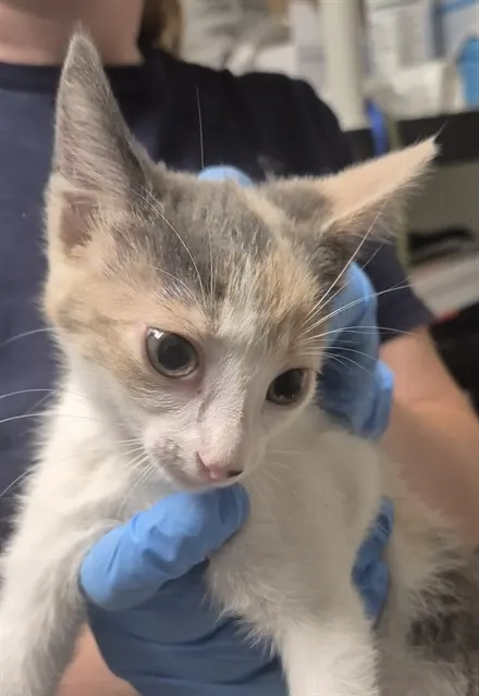 Adoptable Cat
