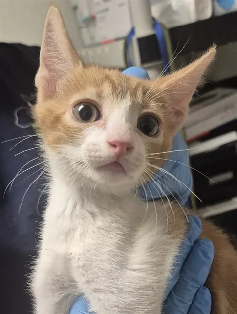 Adoptable Cat