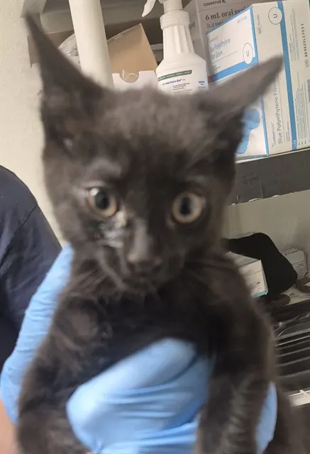 Adoptable Cat