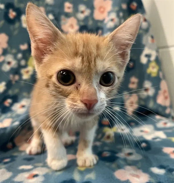 Penny