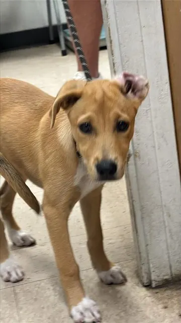 Adoptable Dog