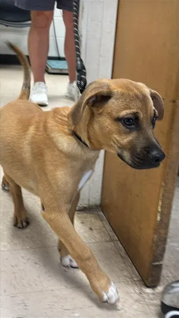 Adoptable Dog
