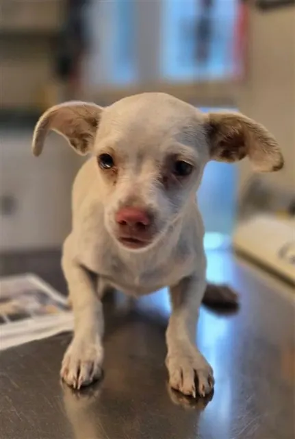 Adoptable Dog