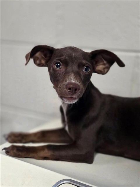 Adoptable Dog