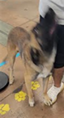 Archie