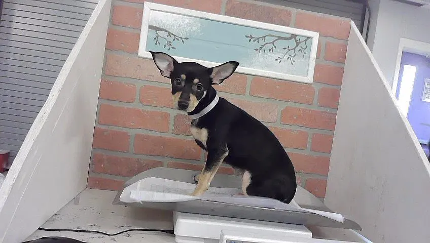 Adoptable Dog