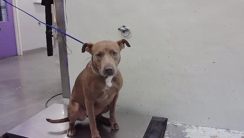 Adoptable Dog